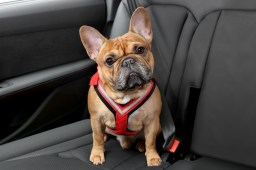 allsafe-comfort-dog-car-harness-5-lg