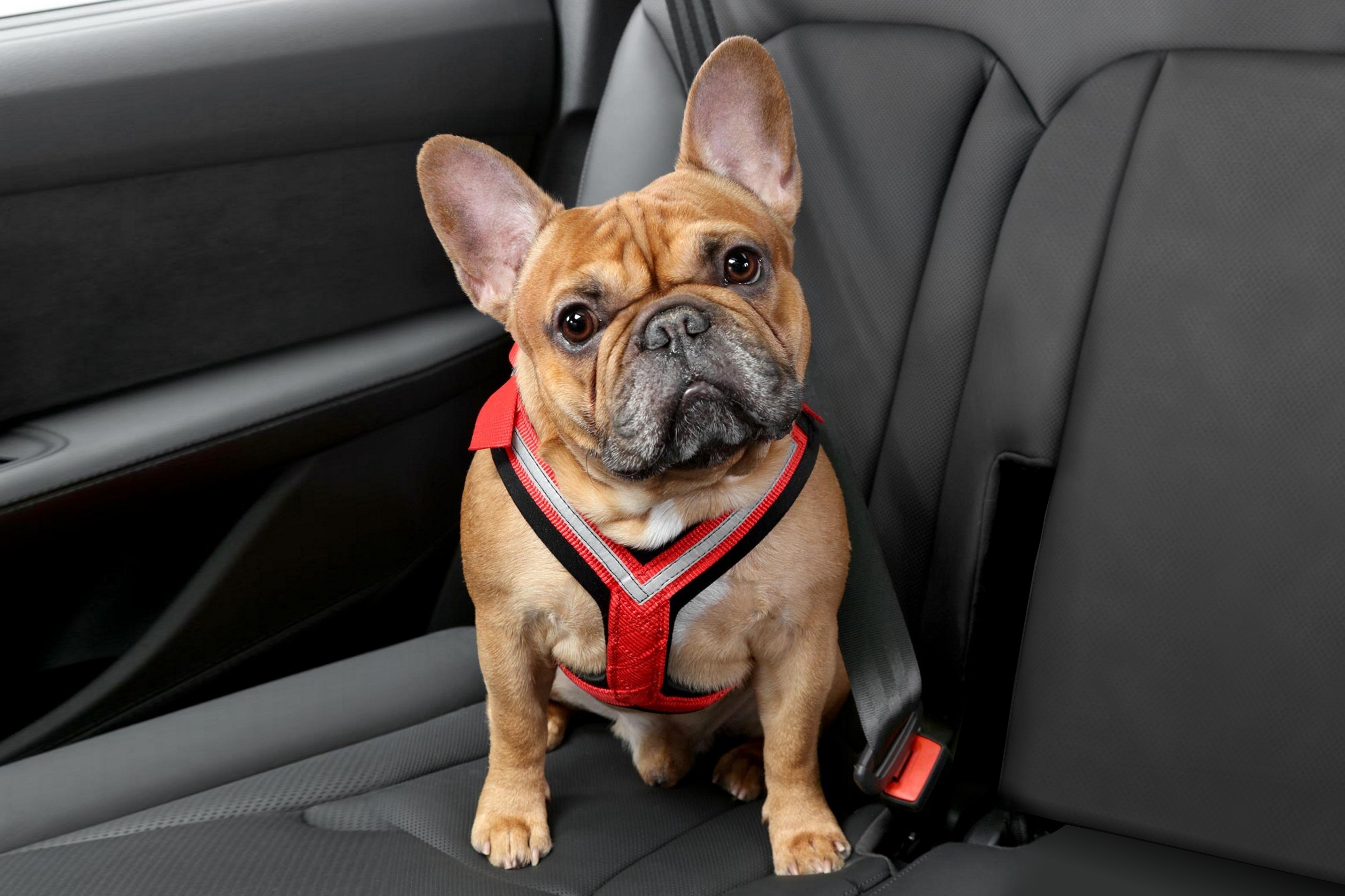 Harnais chien de sécurité voiture - Accessoires de sécurité - Natur'animo -  Notre passion, vos animaux !