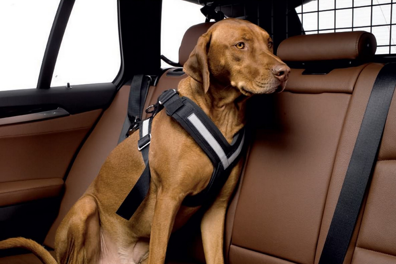 Hondengordel voor in de auto Allsafe Comfort S