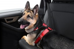 L'attache ceinture pour chien en voiture